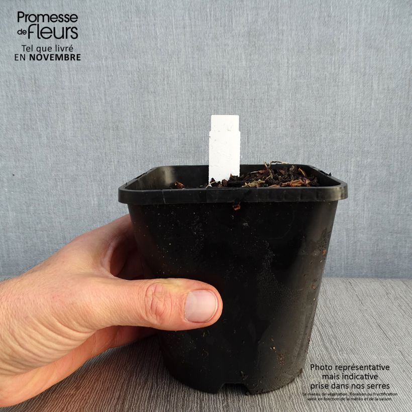 Exemplar von Hosta Adorable - Garten-Funkie Topf mit 1,5L/2L wie im Herbst geliefert