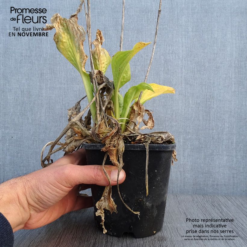 Exemplar von Hosta fortunei Allegan Fog - Garten-Funkie Topf mit 1,5L/2L wie im Herbst geliefert