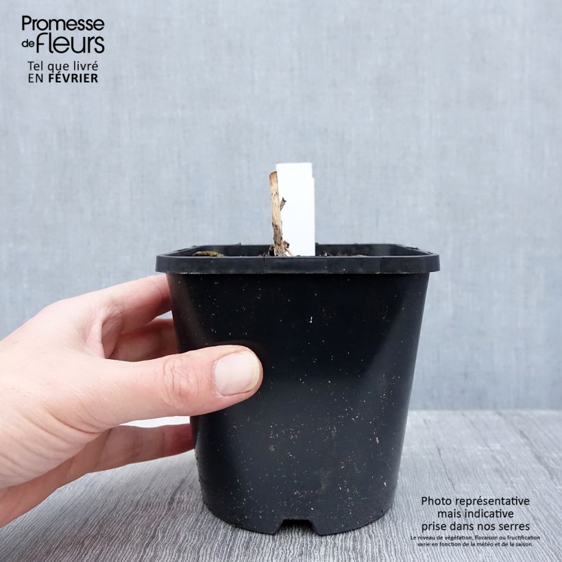 Exemplar von Hosta Almost - Garten-Funkie Topf mit 1,5L/2L wie im Winter geliefert