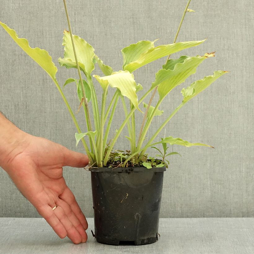 Exemplar von Hosta Atomic Elvis - Garten-Funkie Topf mit 1,5L/2L wie im Sommer geliefert