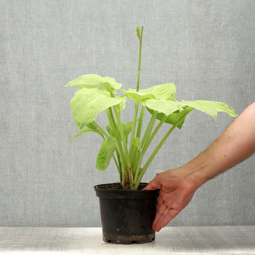 Exemplar von Hosta August Moon - Garten-Funkie Topf mit 2L/3L wie im Sommer geliefert