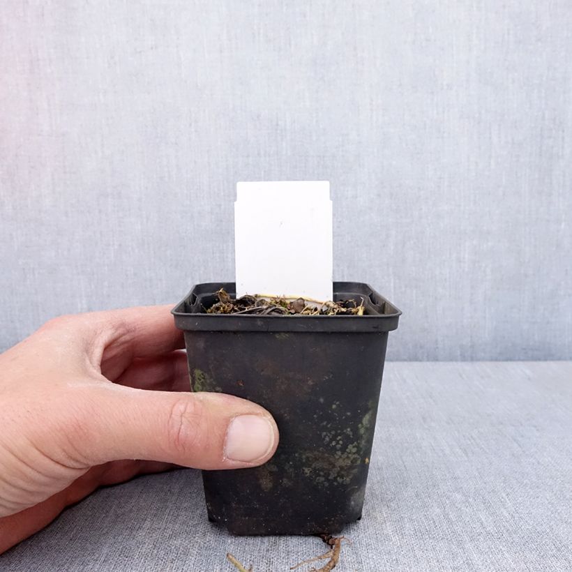 Exemplar von Hosta Austin Dickinson - Garten-Funkie Kleine Töpfe von 8/9 cm wie im Frühjahr geliefert