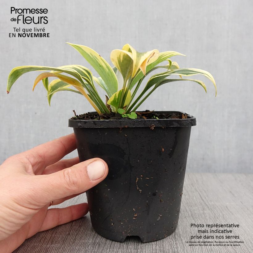 Exemplar von Hosta Autumn Frost - Garten-Funkie Topf mit 1,5L/2L wie im Herbst geliefert