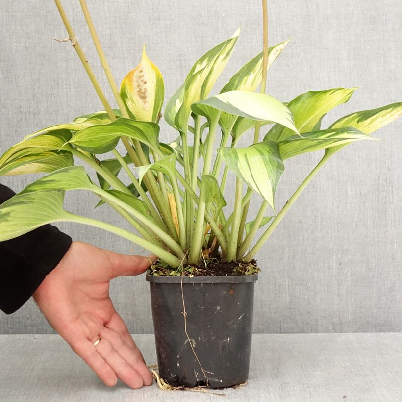 Exemplar von Hosta Ayesha - Garten-Funkie Topf mit 1,5L/2L wie im Herbst geliefert