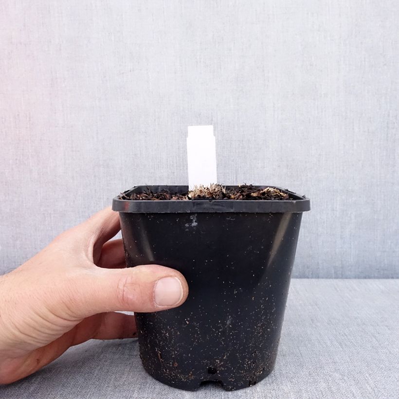 Exemplar von Hosta Ayesha - Garten-Funkie Topf mit 1,5L/2L wie im Frühjahr geliefert