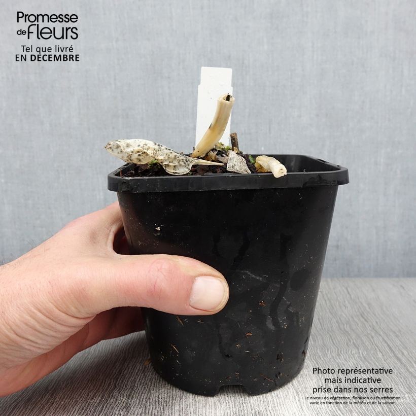 Exemplar von Hosta Big daddy - Garten-Funkie Topf mit 2L/3L wie im Herbst geliefert