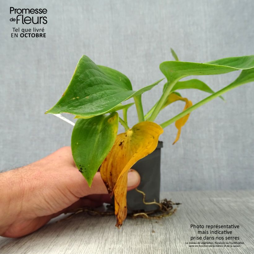 Exemplar von Hosta Hosta Blue Angel - Garten-Funkie Kleine Töpfe von 8/9 cm wie im Herbst geliefert