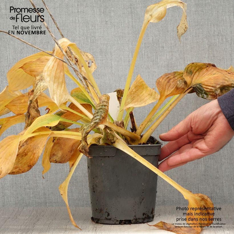 Exemplar von Hosta Hosta Blue Angel - Garten-Funkie Topf mit 1,5L/2L wie im Herbst geliefert