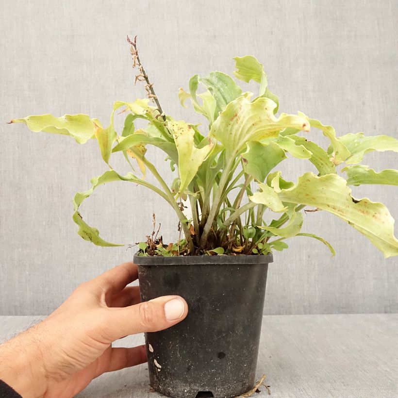 Exemplar von Hosta Blue Cascade - Garten-Funkie Topf mit 1,5L/2L wie im Herbst geliefert