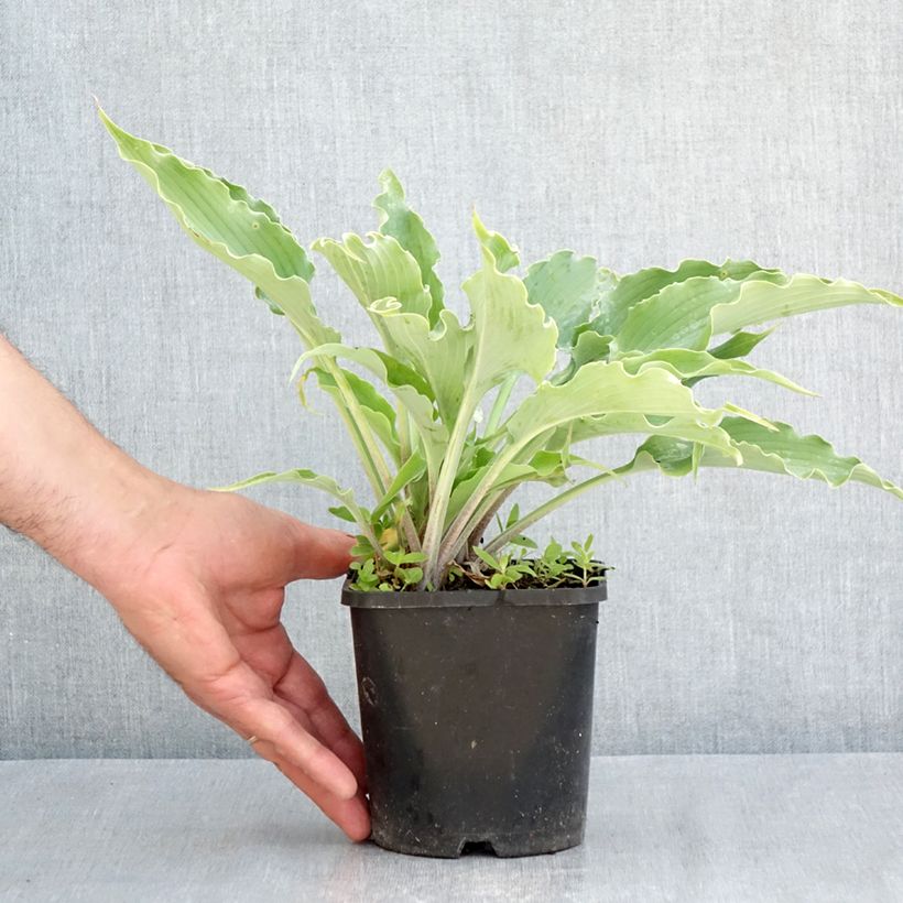Exemplar von Hosta Blue Cascade - Garten-Funkie Topf mit 1,5L/2L wie im Frühjahr geliefert