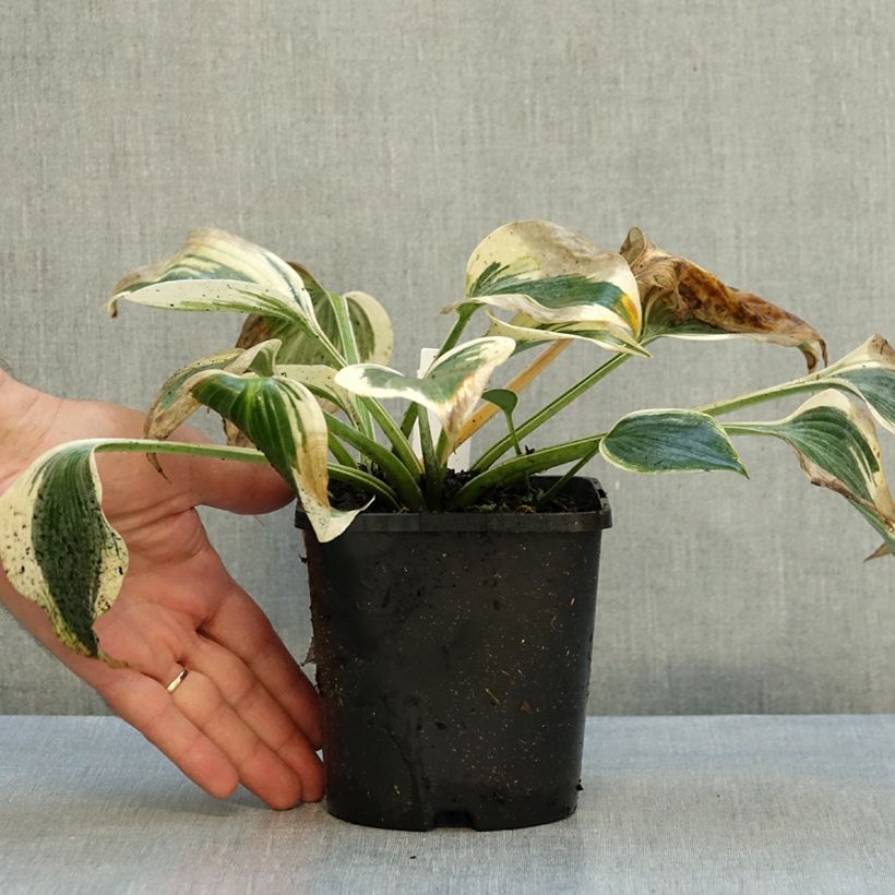 Exemplar von Hosta tardiana Blue Ivory - Garten-Funkie Topf mit 1,5L/2L wie im Herbst geliefert