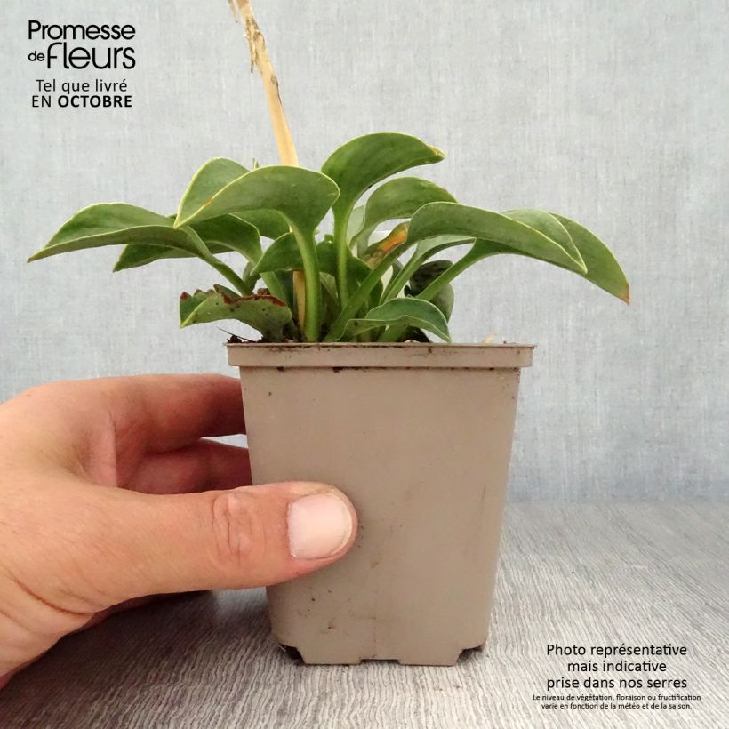Exemplar von Hosta Blue Mouse Ears - Garten-Funkie Kleine Töpfe von 8/9 cm wie im Herbst geliefert