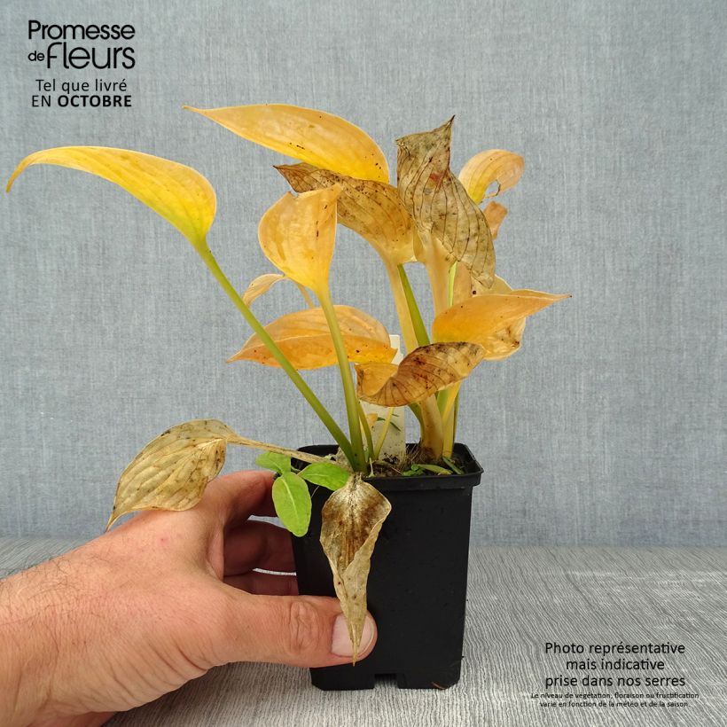 Exemplar von Hosta Blue Umbrellas - Garten-Funkie Kleine Töpfe von 8/9 cm wie im Herbst geliefert