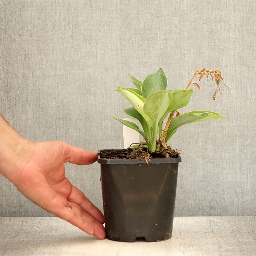 Exemplar von Hosta Blue Vision - Garten-Funkie Topf mit 1,5L/2L wie im Sommer geliefert