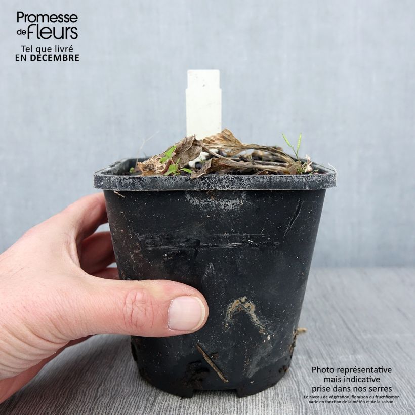 Exemplar von Hosta Broad Street - Garten-Funkie Topf mit 1,5L/2L wie im Herbst geliefert