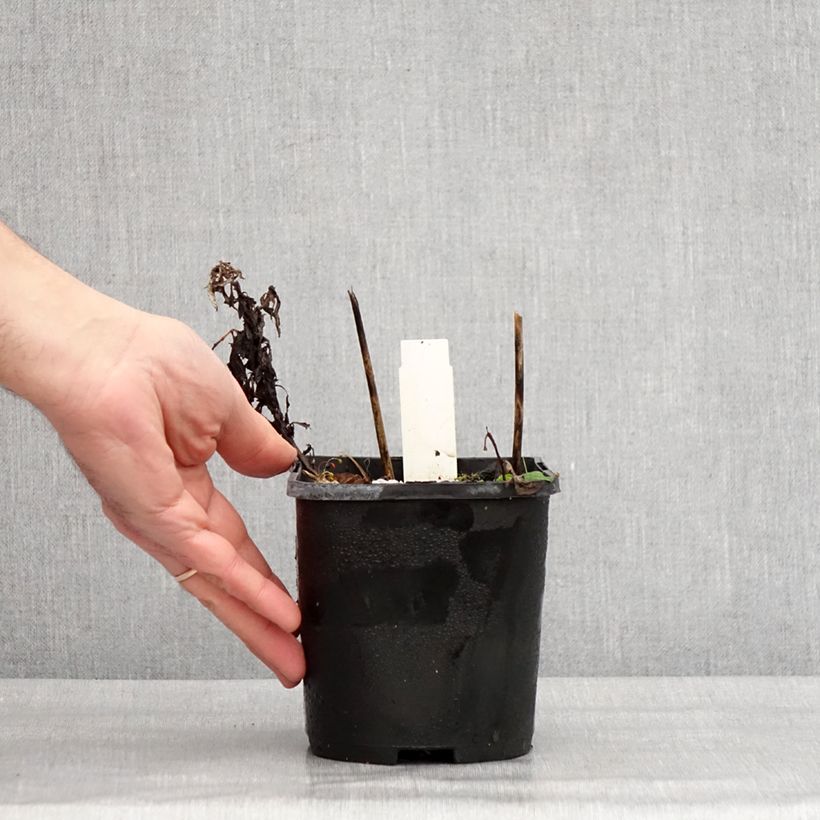 Exemplar von Hosta Broad Street - Garten-Funkie Topf mit 1,5L/2L wie im Winter geliefert