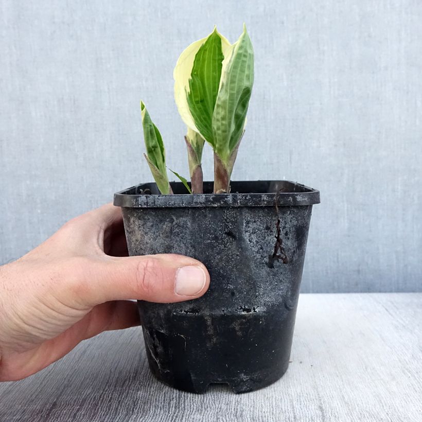 Exemplar von Hosta Captain’s Adventure - Garten-Funkie Topf mit 1,5L/2L wie im Frühjahr geliefert