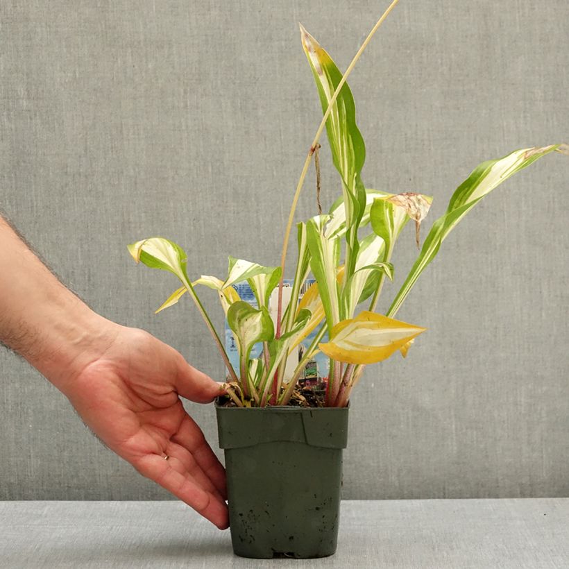 Exemplar von Hosta Cherry Berry - Garten-Funkie Kleine Töpfe von 8/9 cm wie im Herbst geliefert