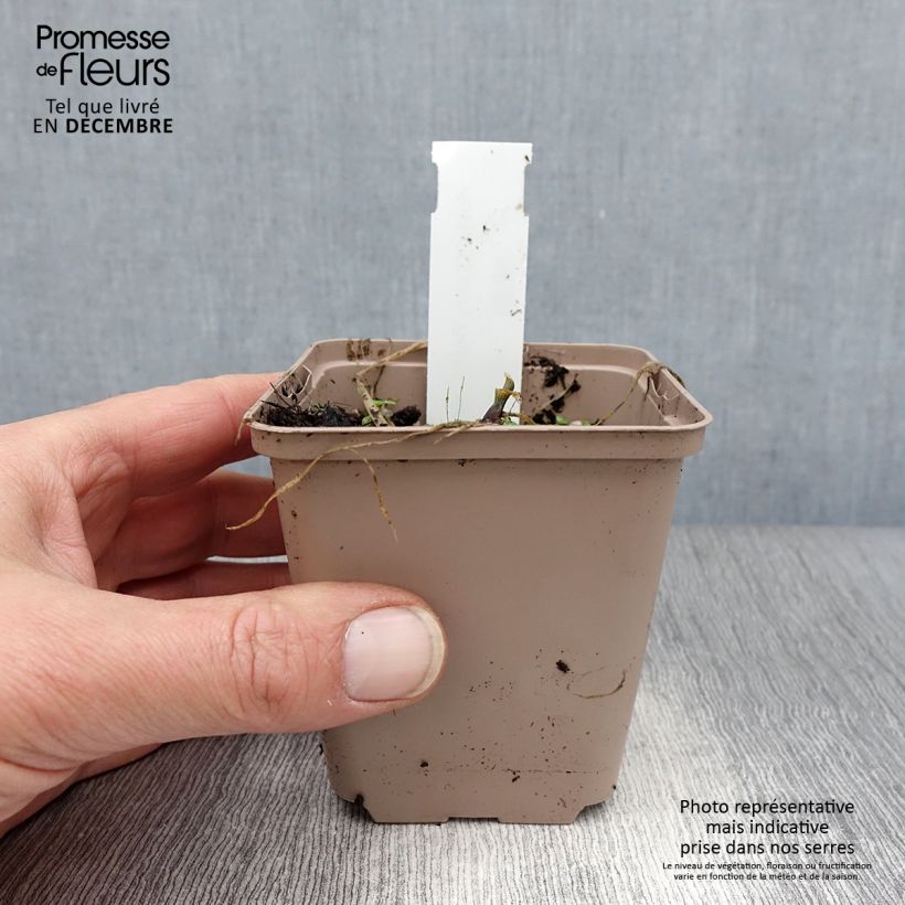 Exemplar von Hosta Cherry Berry - Garten-Funkie Kleine Töpfe von 8/9 cm wie im Winter geliefert