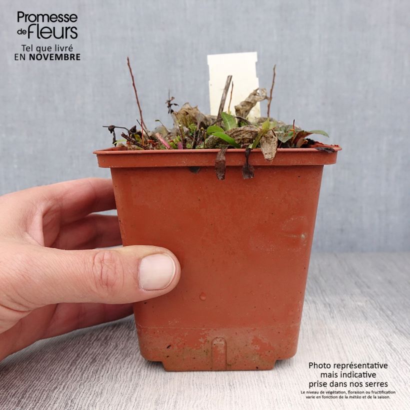 Exemplar von Hosta Christmas Tree - Garten-Funkie Topf mit 1L/1,5L wie im Herbst geliefert