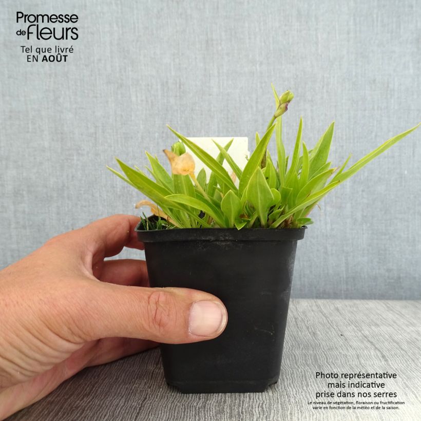 Exemplar von Hosta clausa var. normalis - Korea-Funkie Kleine Töpfe von 8/9 cm wie im Sommer geliefert