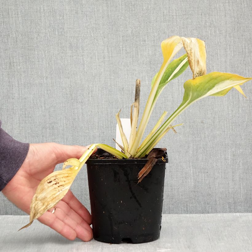 Exemplar von Hosta Clifford's Stingray - Garten-Funkie Topf mit 1,5L/2L wie im Herbst geliefert