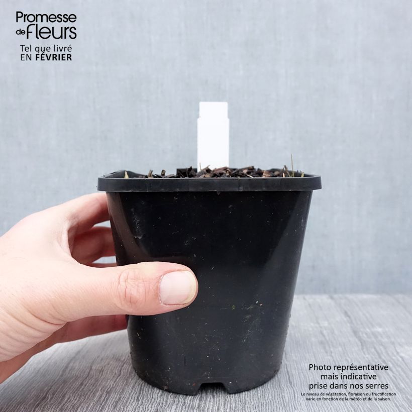 Exemplar von Hosta Coast to Coast - Garten-Funkie Topf mit 1,5L/2L wie im Winter geliefert