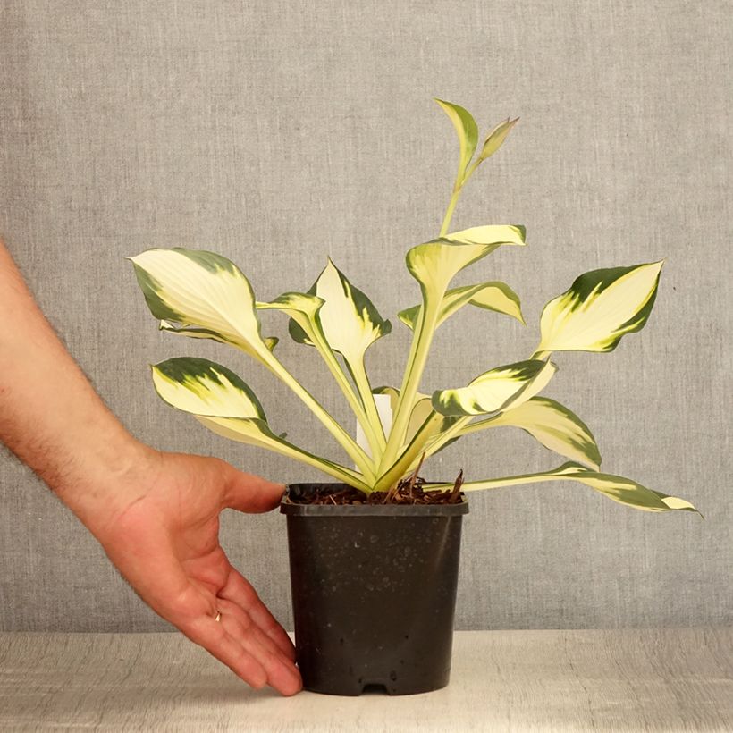 Exemplar von Hosta Color Festival - Garten-Funkie Topf mit 1,5L/2L wie im Sommer geliefert