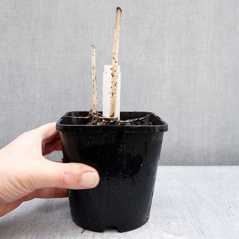 Exemplar von Hosta Curly Fries - Garten-Funkie Topf mit 1,5L/2L wie im Winter geliefert