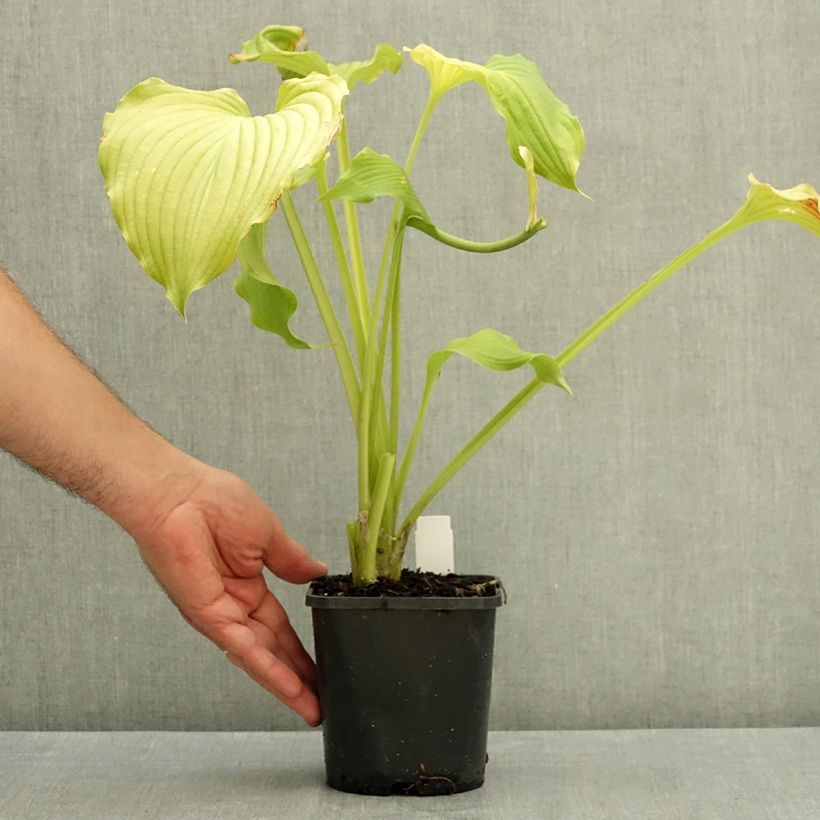 Exemplar von Hosta Dancing Queen - Garten-Funkie Topf mit 1,5L/2L wie im Sommer geliefert