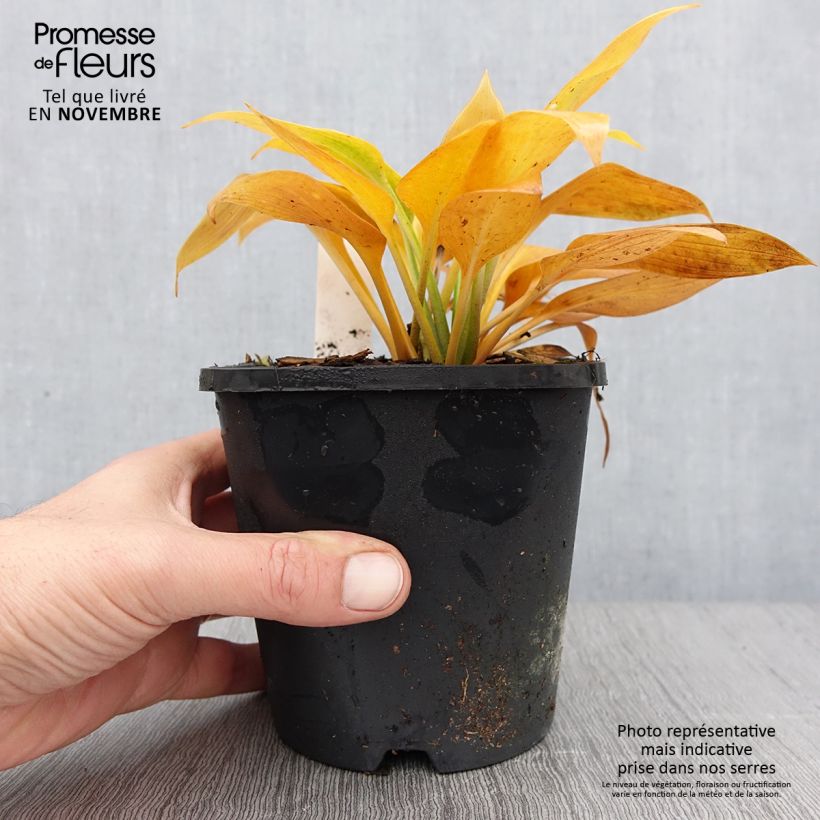 Exemplar von Hosta Devon Green - Garten-Funkie Topf mit 1,5L/2L wie im Herbst geliefert