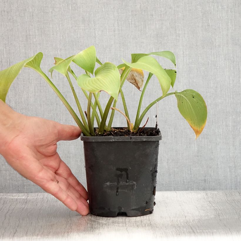 Exemplar von Hosta Devon Green - Garten-Funkie Topf mit 1,5L/2L wie im Sommer geliefert
