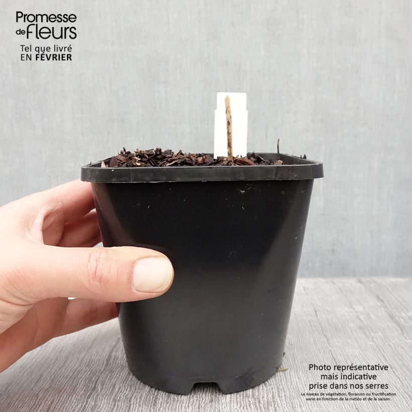 Exemplar von Hosta Devon Green - Garten-Funkie Topf mit 1,5L/2L wie im Winter geliefert