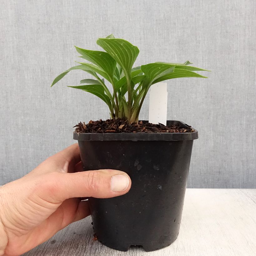 Exemplar von Hosta Devon Green - Garten-Funkie Topf mit 1,5L/2L wie im Frühjahr geliefert