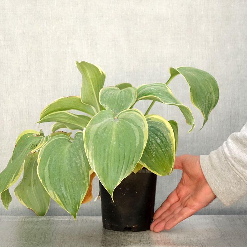Exemplar von Hosta Earth Angel - Garten-Funkie Topf mit 1,5L/2L wie im Herbst geliefert