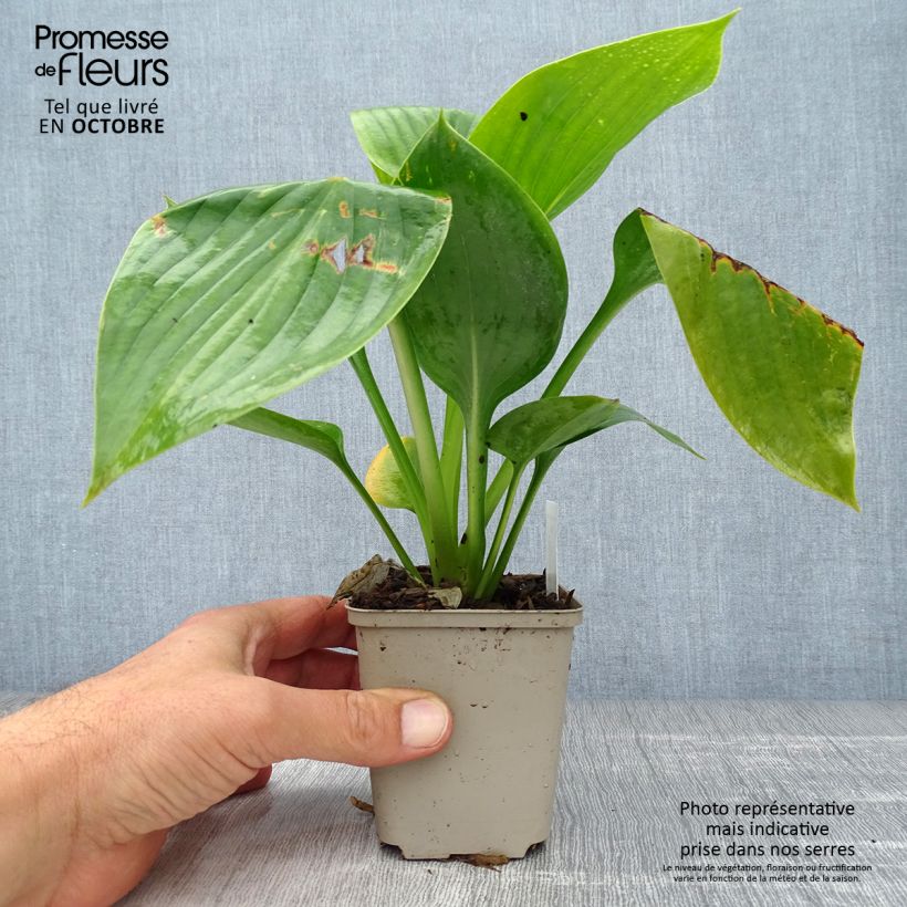 Exemplar von Hosta Empress Wu - Garten-Funkie Kleine Töpfe von 8/9 cm wie im Herbst geliefert