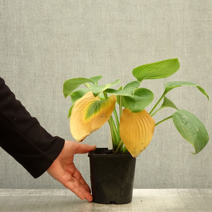 Exemplar von Hosta Empress Wu - Garten-Funkie Topf mit 1,5L/2L wie im Herbst geliefert