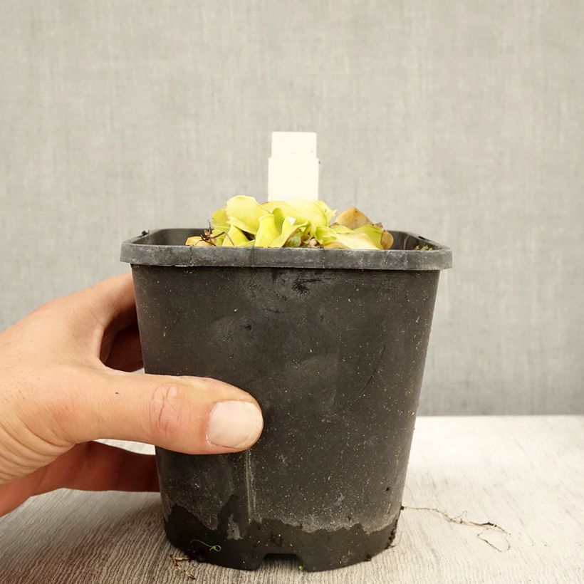 Exemplar von Hosta Faithfull Heart - Garten-Funkie Topf mit 1,5L/2L wie im Herbst geliefert