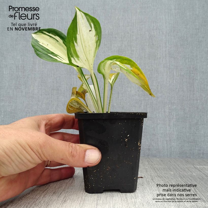 Exemplar von Hosta Fire and Ice - Garten-Funkie Kleine Töpfe von 8/9 cm wie im Herbst geliefert