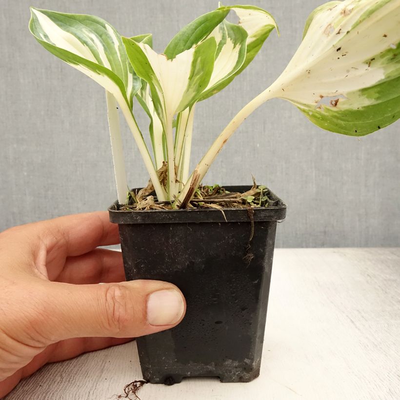 Exemplar von Hosta Fire and Ice Godet de 8/9 cm wie im Sommer geliefert