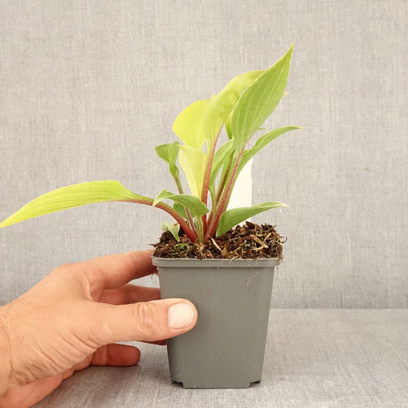 Exemplar von Hosta fire Island - Garten-Funkie Kleine Töpfe von 8/9 cm wie im Herbst geliefert