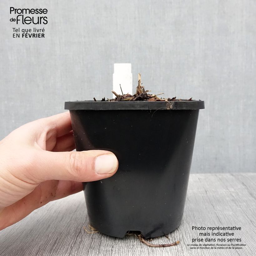 Exemplar von Hosta First Blush - Garten-Funkie Topf mit 1,5L/2L wie im Winter geliefert