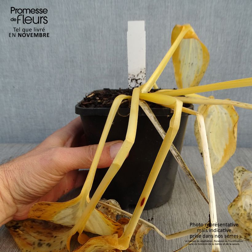 Exemplar von Hosta Forbidden Fruit - Garten-Funkie Topf mit 1,5L/2L wie im Herbst geliefert