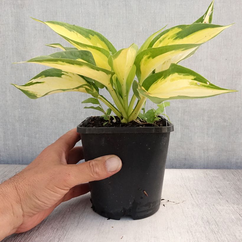 Exemplar von Hosta Forbidden Fruit - Garten-Funkie Topf mit 1,5L/2L wie im Sommer geliefert