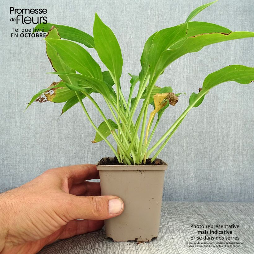 Exemplar von Hosta fortunei albopicta - Garten-Funkie Kleine Töpfe von 8/9 cm wie im Herbst geliefert