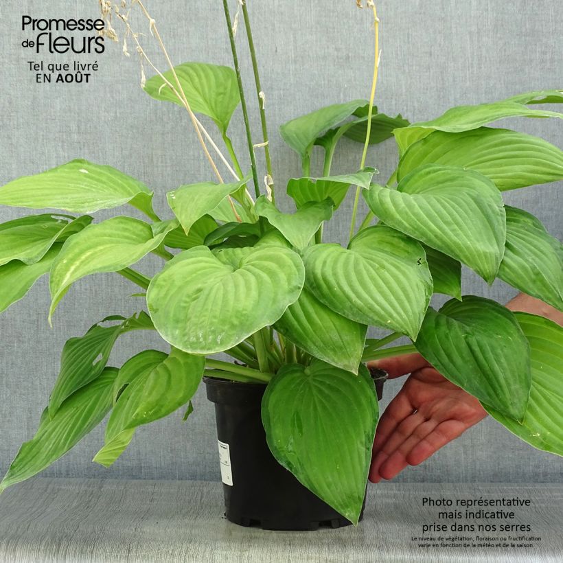 Exemplar von Hosta fortunei albopicta - Garten-Funkie Topf mit 2L/3L wie im Sommer geliefert