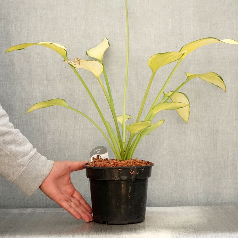 Exemplar von Hosta fortunei Gold Standard - Garten-Funkie Topf mit 2L/3L wie im Herbst geliefert