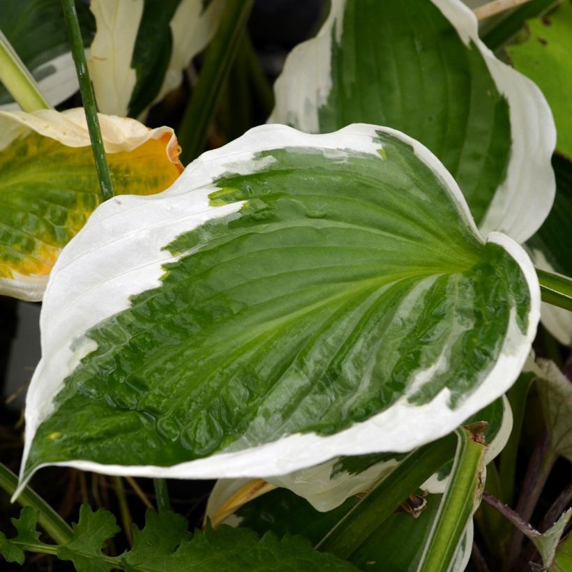 Hosta fortunei Patriot - Garten-Funkie (Laub)