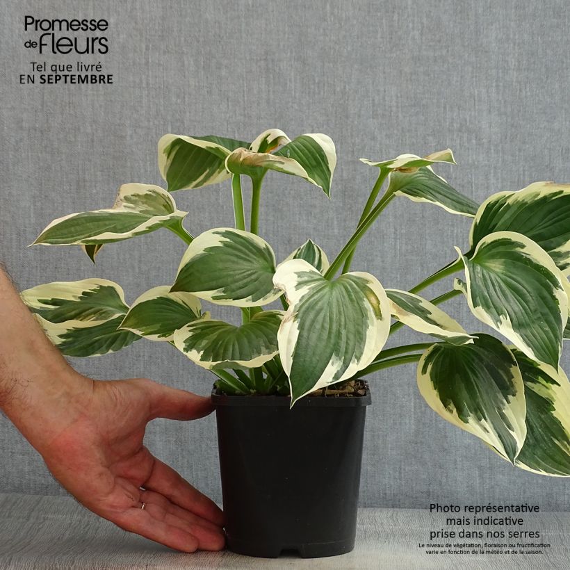 Exemplar von Hosta fortunei Patriot - Garten-Funkie Topf mit 2L/3L wie im Sommer geliefert