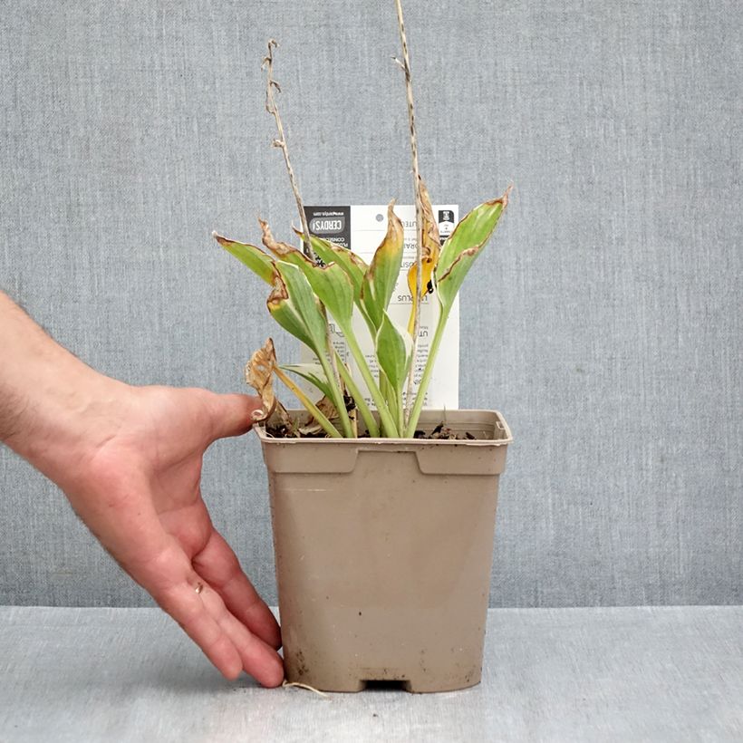 Exemplar von Hosta fortunei Patriot - Garten-Funkie Topf mit 2L/3L wie im Herbst geliefert